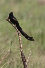 Cock-tailed Widowbird