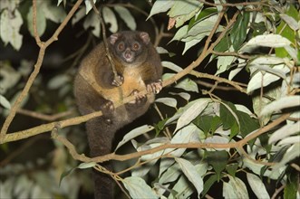 Lemur-like ringtail possum
