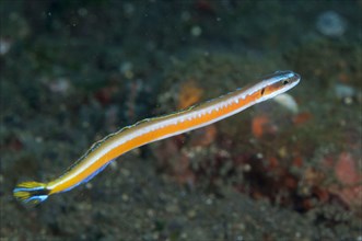 Yellow-striped Wormfish