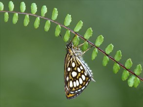 Large chequered large chequered skipper