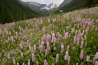 Species-rich alpine meadow