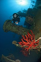 Diver at wreck Cesar Pride