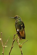 Pale-tailed Hummingbird