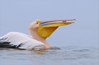 Adult White great white pelican