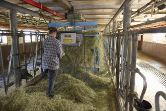 Dairy farmers spread silage in the milking parlour to feed the cows at the next milking