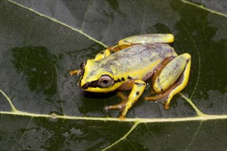 (Heterixalus madagascariensis), this treefrog changes colour between day and night