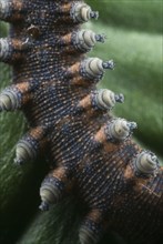 New Zealand velvet worm