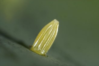 Egg of the small white