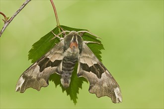 Lime Hawkmoth