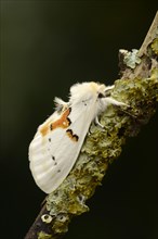 White prominent