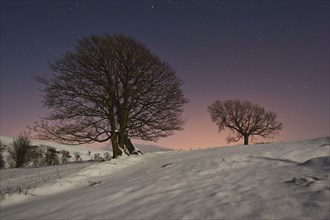 Trees and snow by moonlight at night