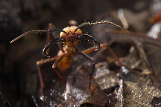 Burchell's army ant
