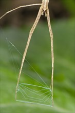 Web spider