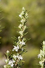 Wild rosemary