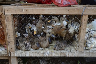 Ducks for sale at a market in Seririt