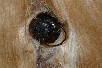 European wood wasp
