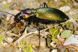 Olimpia's Ground Beetle