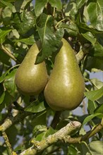 Common european pear