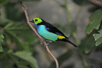Seven-coloured tanager