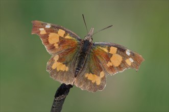 Nettle-tree Butterfly
