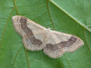Broad-banded Herbaceous Moth