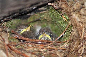 Wren chicks in the nest