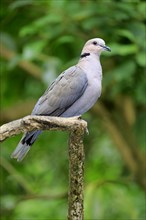 North African Laughing Dove