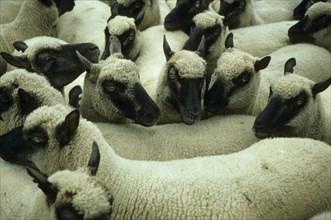 Dorset Down Sheep Flock