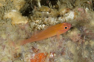 Coral Goby