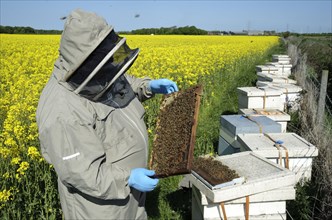 Beekeeper inspecting frame of Western Honey Bee
