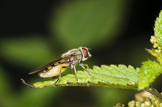 Small hoverfly