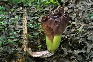 Flowering and germination of the fruit of elephant yam