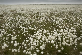 Harestail Cotton-grass