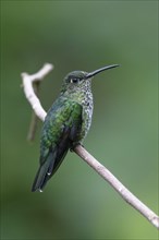 Adult multicoloured hummingbird