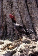A fighting cock standing under the tree in Tamil Nadu