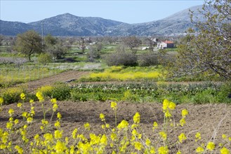 Fields near Agios Konstantinos