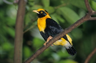 Golden-breasted Myna