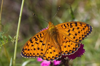 Marbled marbled fritillary