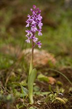Flowering Southern Early Purple southern early purple orchid