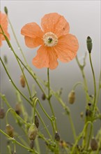 Flowering Orange Poppy