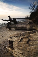 Dead trees on the foreshore of the estuary after falling over a small cliff of exposed London Clay