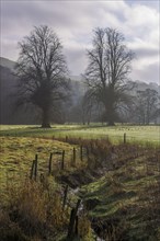 View of pasture and trees in mist