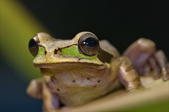 Costa Rica Tree Frog