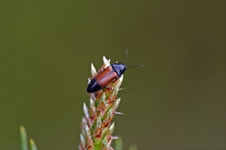 Girdled click beetle
