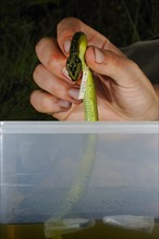 Researcher storing alcohol preserved Nitsche's Bush Viper