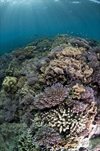 Coral reef habitat with various fish species
