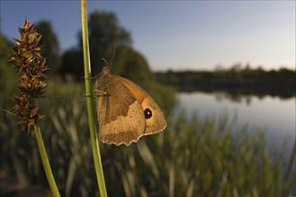 Meadow Brown