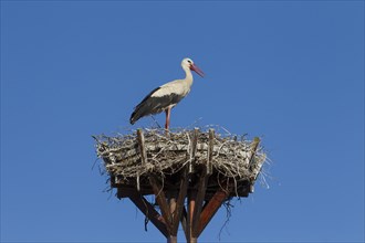 Lone white stork