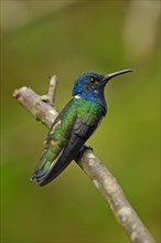 Jacobin Hummingbird Male
