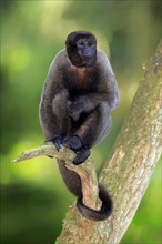Grey woolly monkey